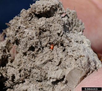 Immature chinch bugs (nymphs) are bright orange in color.