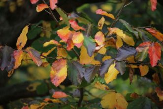 Persian parrotia at the Biltmore House in Asheville, NC showcases attractive mottled bark on its trunk and branches (above) and a multicolored display of fall foliage (below).
