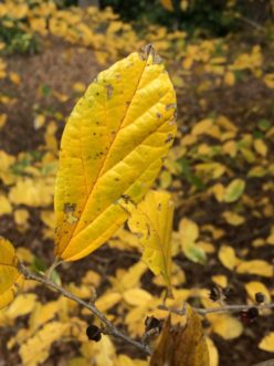 Persistent yellow, fall-colored leaves of x Sycoparrotia semidecidua in February at the SC Botanical Garden.