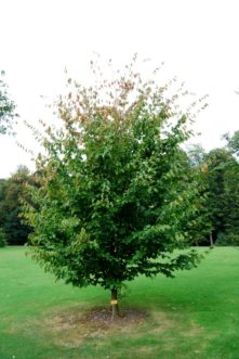 ‘Vanessa.’ A vase_shaped cultivar that grows 30 feet high.
