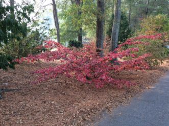 Weeping parrotia (Parrotia persica ‘Pendula’) at the SC Botanical Garden possesses a spreading rather than pendulous habit and attractive red fall color.