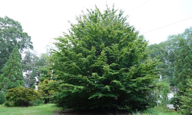 Persian Parrotia