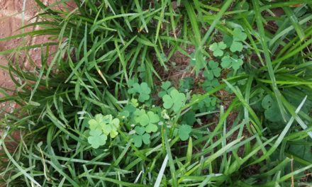 Oxalis Control