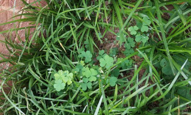 Oxalis Control