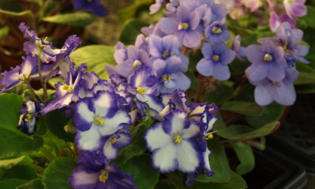 African Violet Diseases & Insect Pests