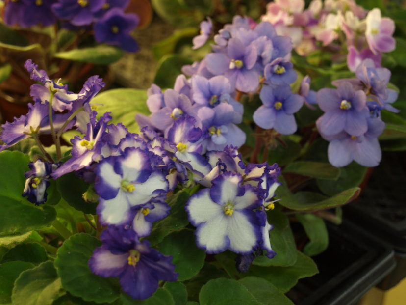 African Violet Diseases And Insect Pests Home And Garden Information Center
