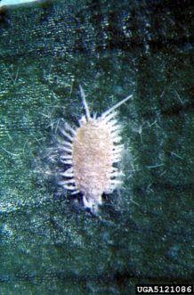Mealybug nymph. US National Collection of Scale Insects Photographs Archive, USDA ARS, www.insectimages.org