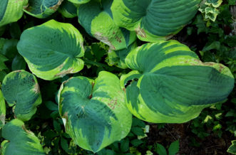 After nearby trees were removed, the exposure to intense sunlight resulted in sunscald on this variegated hosta. Notice that the sunscald initially occurs on the white, yellow, or lighter green sections of variegated hosta leaves.