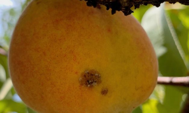 Peach Insect Pests
