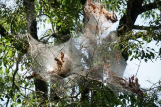 Fall webworms create characteristic webbed nests on tree limbs in the late summer and fall