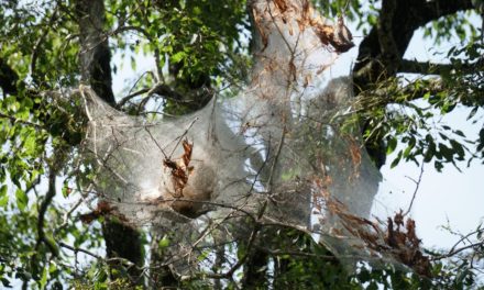 Fall Webworms