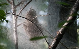 Fall webworm caterpillars feed on 90 different species of trees.