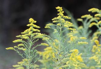 There are many species of goldenrods in South Carolina, but they all have golden yellow flower clusters.