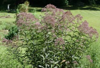 Joe-Pye Weed blooms in August and September with large heads of soft mauve flowers.