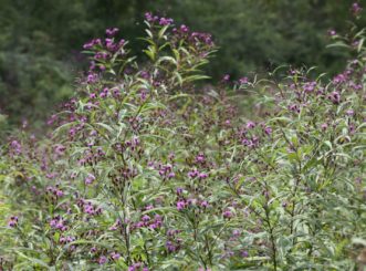 Ironweed is a tall wildflower with deep violet flowers in autumn.