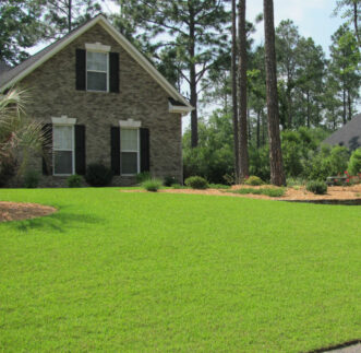 Centipedegrass is a slow-growing, apple-green colored, coarse-leaved, low maintenance turfgrass.