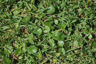 Dollarweed in a lawn. Bert McCarty, ©Clemson University