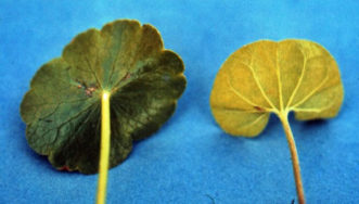 Dollarweed leaf on the left and dichondra leaf on the right. Bert McCarty, ©Clemson University