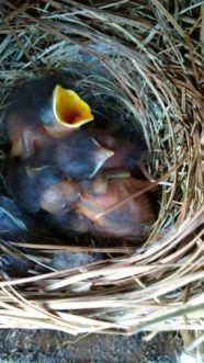 “Eastern bluebirds will readily use properly designed and built artificial nest boxes.”