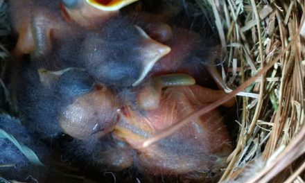 Backyard Wildlife Enhancement