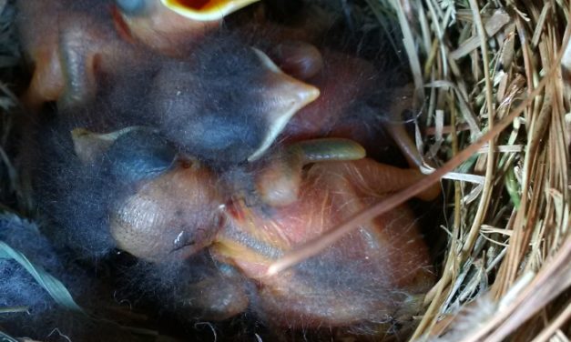 Backyard Wildlife Enhancement