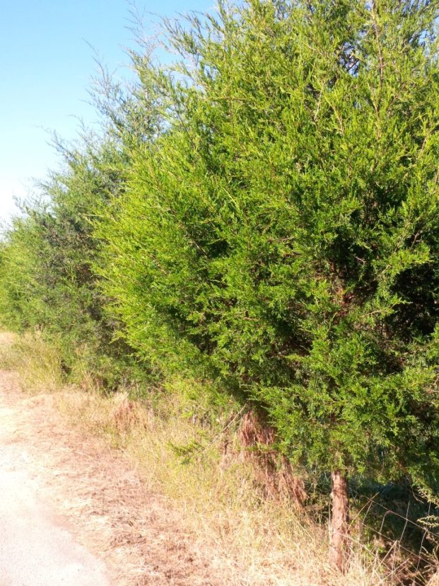 “Eastern red cedars provide excellent thermal, nesting, and escape cover for many species, and the fruits are a valuable food resource.”