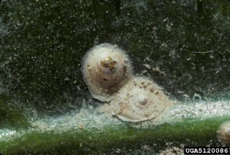 Example of an armored scale adult. US National Collection of Scale Insects Photographs Archive, USDA ARS, Bugwood.org