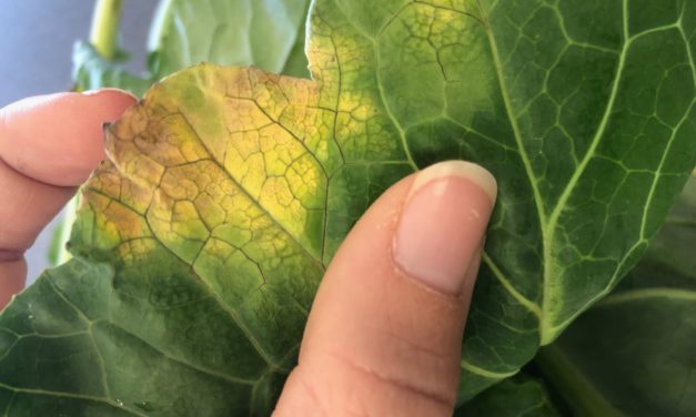 Cabbage, Broccoli & Other Cole Crop Diseases