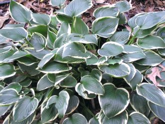 ‘Francee’ hosta