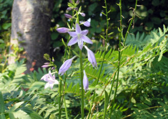 Hosta flowers may be white or lavender, and some are quite fragrant.
