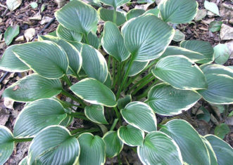 Hosta fortunei ‘Aureo-Marginata’