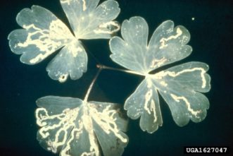 Leafminer damage. John A. Weidhass, Virginia Tech, www.insectimages.org