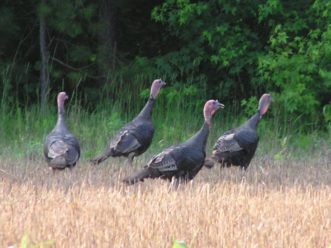 “On-the-ground inventories provide critical information on what wildlife species are found on and around the property and help develop an informed management plan.”