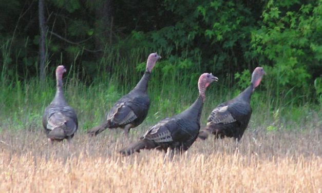 Developing a Wildlife Management Plan