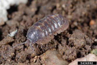 Pill bug (Armadillidium vulgare). Joseph Berger, USDA, ARS, Bugwood.org