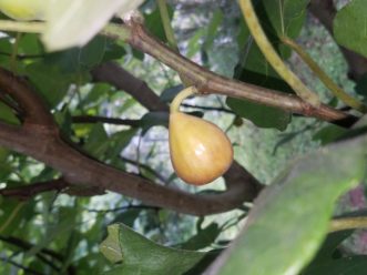Ripe figs tend to droop downwards while hanging on the plant.