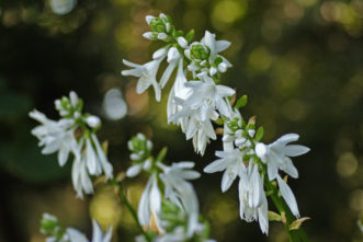 ‘Royal Standard’ hosta flowers.