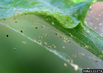 Spider mites with webbing. David Cappaert, Michigan State University, Bugwood.org