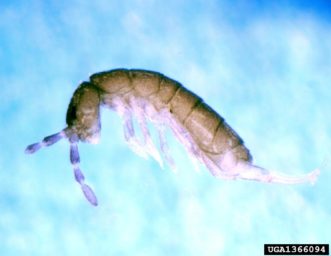 Springtail. Susan Ellis, www.insectimages.org
