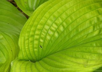 ‘Sum and Substance’ is a larger leafed hosta with chartreuse foliage.