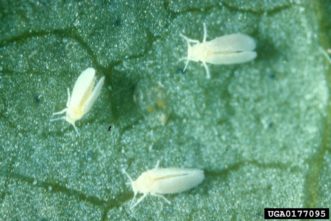 Sweetpotato whitefly. Central Science Laboratory, Harpenden Archive, British Crown, www.insectimages.org