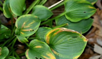 The yellow and brown leaf areas between major veins are from damage by foliar nematodes feeding within the leaf tissue. The elongate holes are caused by slug feeding.