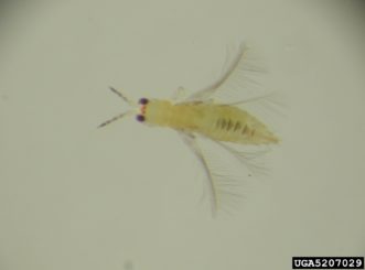 Thrips. Andrew Derksen, University of Florida, Bugwood.org