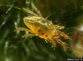 Two-spotted spider mite adult. David Cappaert, Michigan State University, Bugwood.org