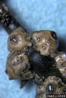Example of a soft scale. US National Collection of Scale Insects Photographs Archive, USDA ARS, Bugwood.org
