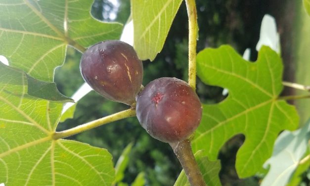 Figs are Ripening