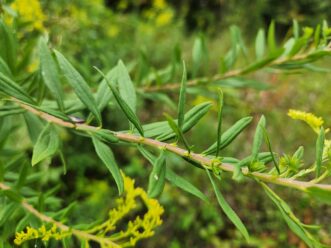 Goldenrod has 3- to 6-inch simple, lanceolate leaves that are arranged alternately on the stem.