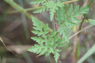 Ragweed has pinnately, deeply lobed leaves that have 5 primary divisions. The leaves are oppositely arranged at the stem's base but alternate towards the top of the stem. The stems are hairy, and the foliage has a green, minty smell when crushed.