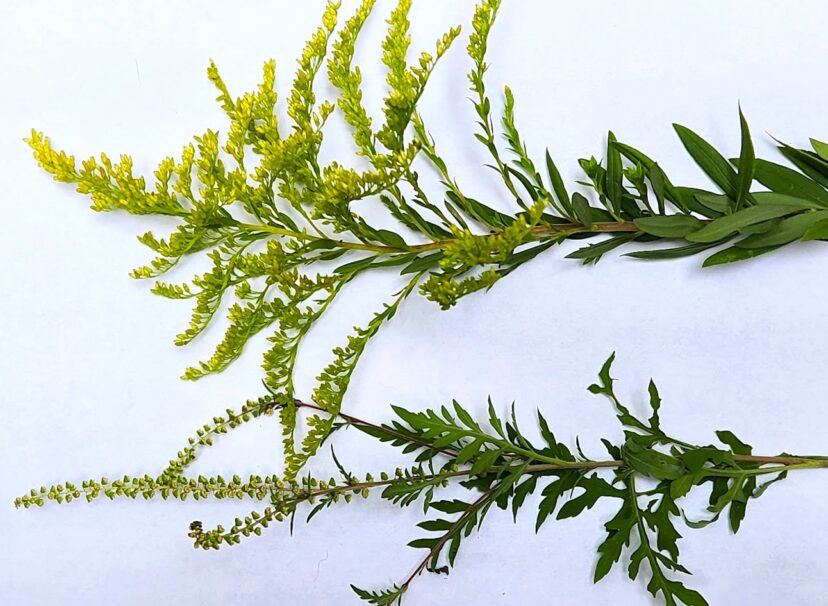 Goldenrod (top of photo) has bright yellow flowers at the tips of the stems. Ragweed (bottom of photo) has inconspicuous, greenish flowers.
