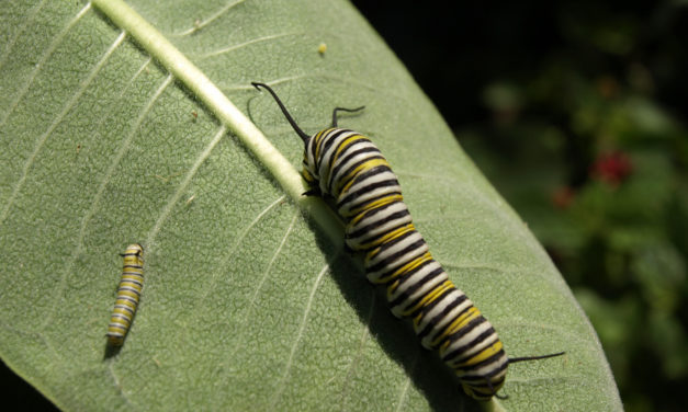 September Week 1 Insects and Animals